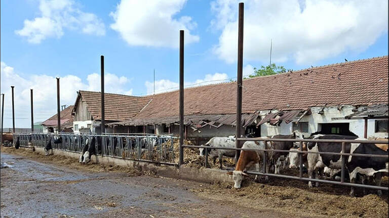 ferma de bovine