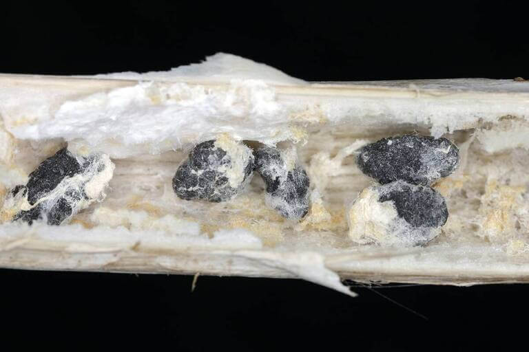 Sclerotinia