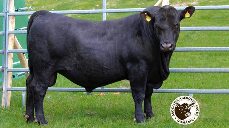 taur Aberdeen Angus