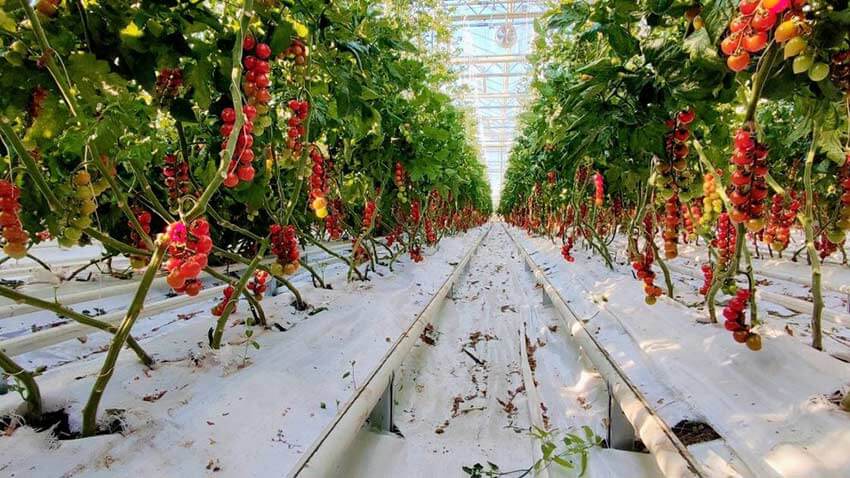 Seră de tomate cherry bio cu tehnologie de ultimă oră, la Buzău