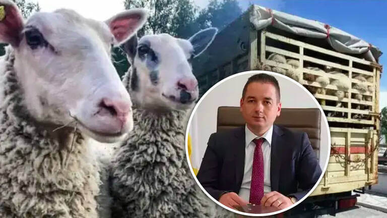 comerțul clandestin cu ovine, export, ANSVSA, demisia președintelui ANSVSA