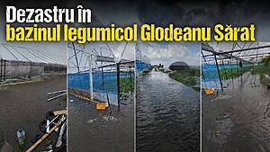 Dezastru în bazinul legumicol Glodeanu Sărat: 15 minute de ploaie torențială au înghițit roșiile din solarii Advertorial guttler