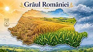 Secetă la vest, ploi la sud. Grâul și porumbul, în două lumi diferite Actualitate 75.000 de hectare,subventie