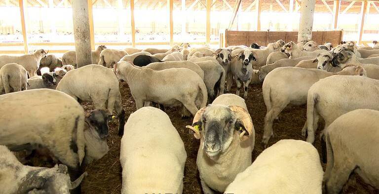 România, ANSVSA, pesta micilor rumegătoare