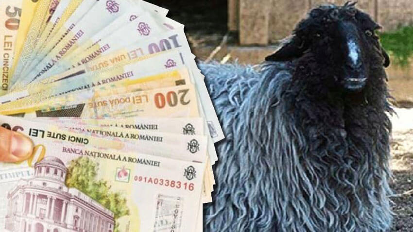 AZI, prin APIA, ajutor de stat de peste 6 milioane de lei pentru crescătorii de animale
