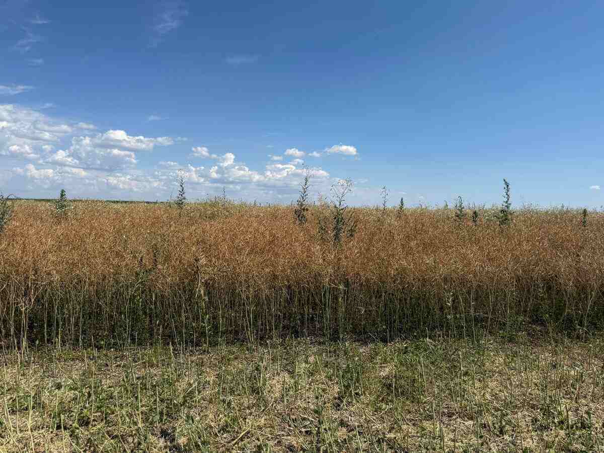 Analiza solului, date din câmp și decizii mai bune cu ajutorul aplicației Syngenta