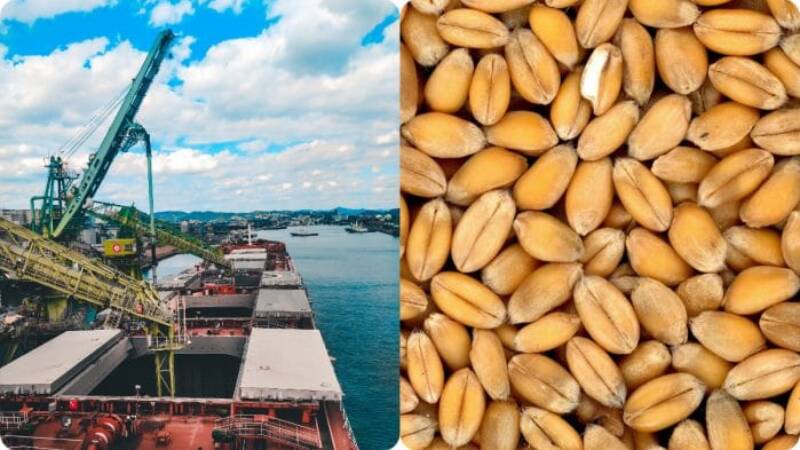 exporturile de grâu