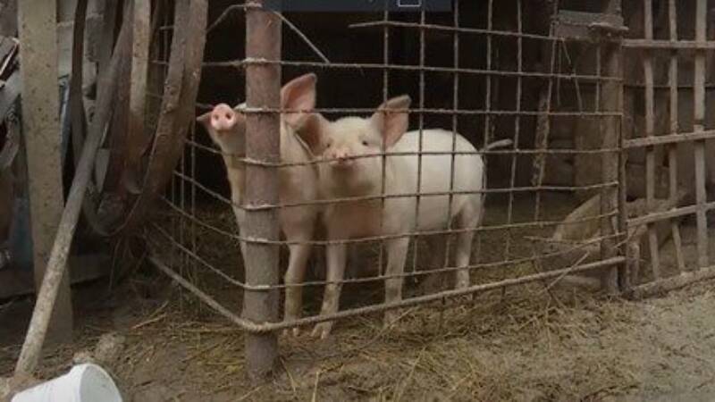 sărbătoarea crescătorilor de animale