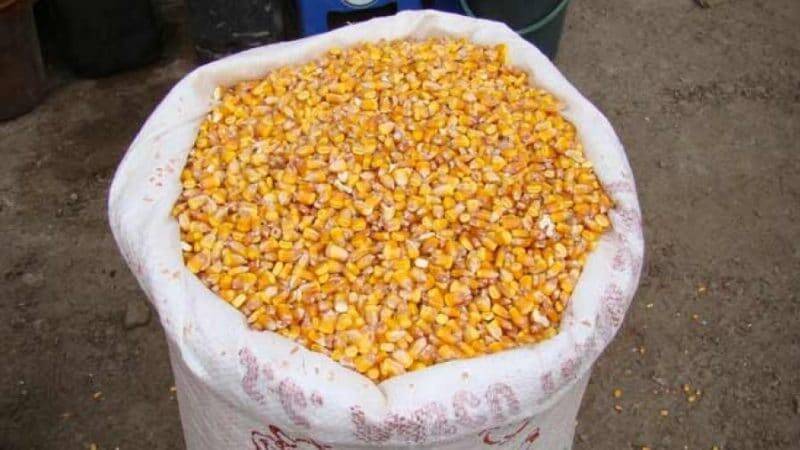 preturi piața porumbului import fermieri piata cerealelor pretul porumbului